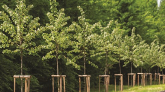 Green Infrastructure and Biodiversity