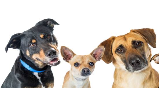Picture of two dogs looking in to the camera
