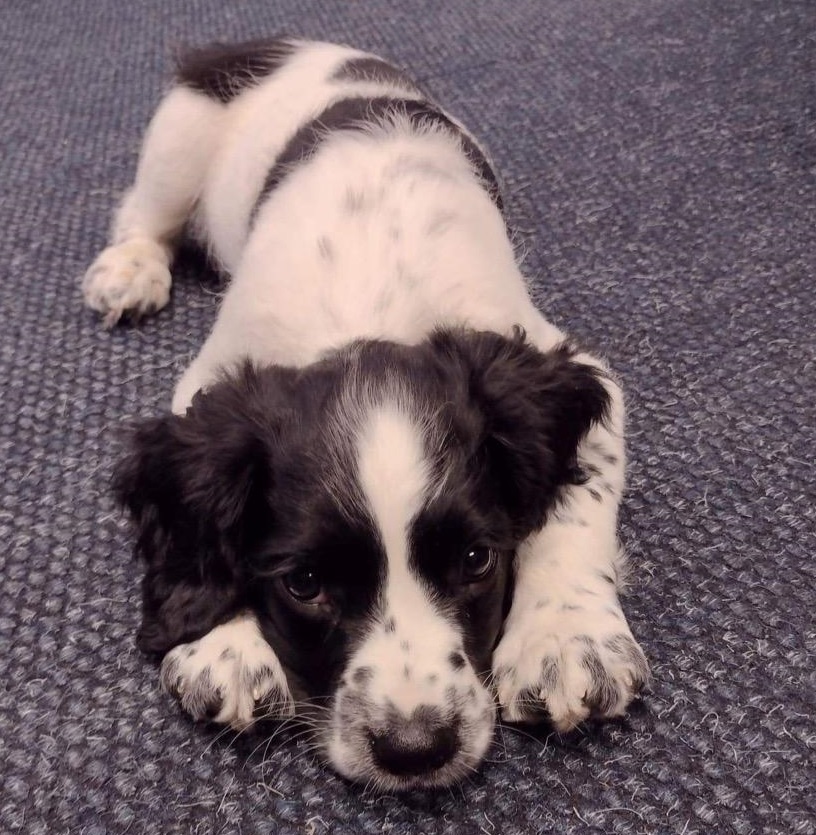 SWP dog 