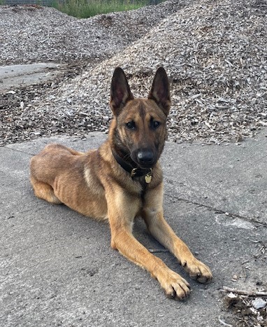 Belgian Malinois dog lying on the ground looking at the camera