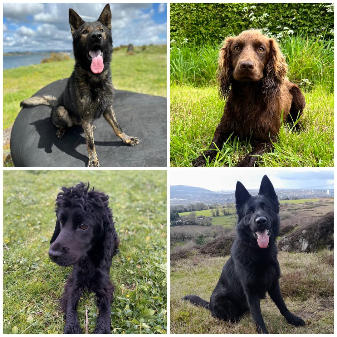 Four dogs Holly, Jasper, Otto, Scout 