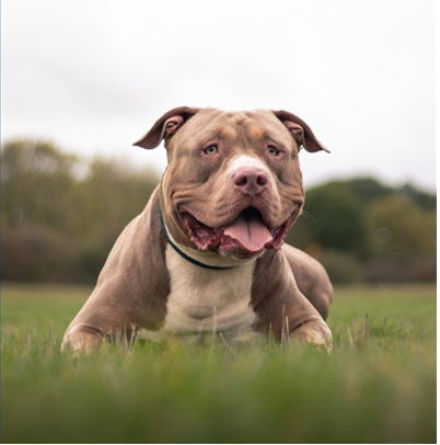 XL Bully