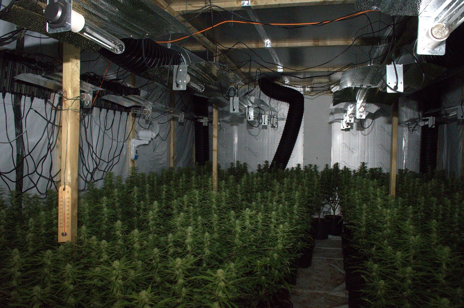 Cannabis found growing in a unit on a Pontypridd industrial estate