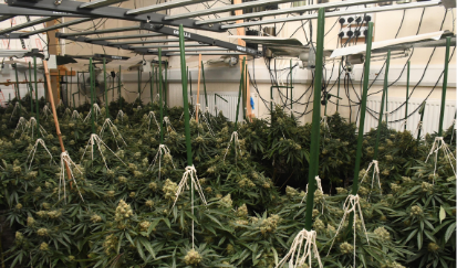 Cannabis