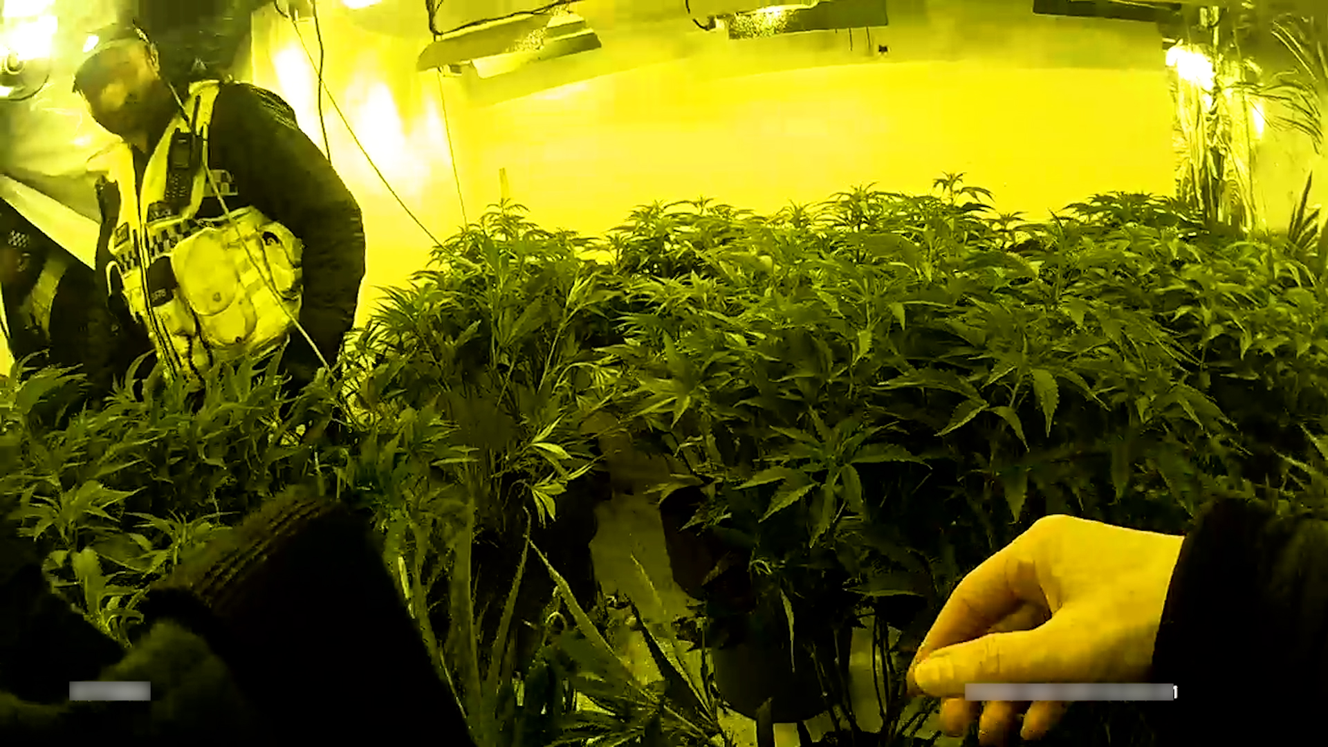 Cannabis farm