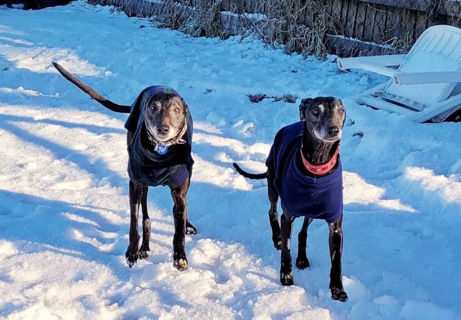Two Whippets