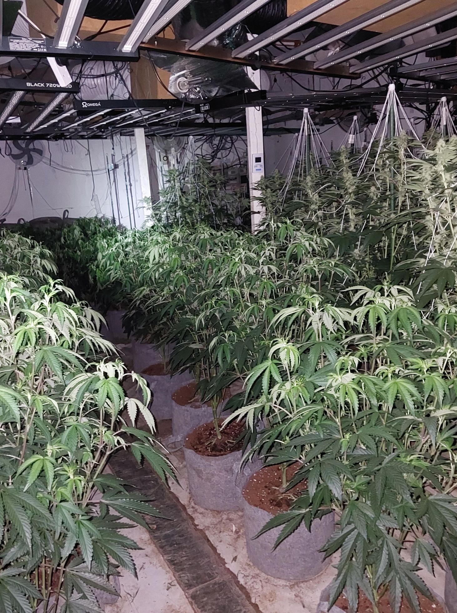 Cannabis.jpg