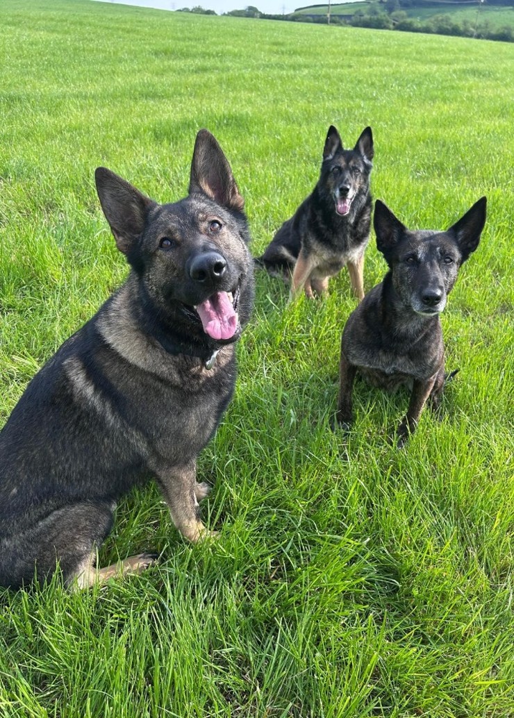 PD Hera 2.jpg