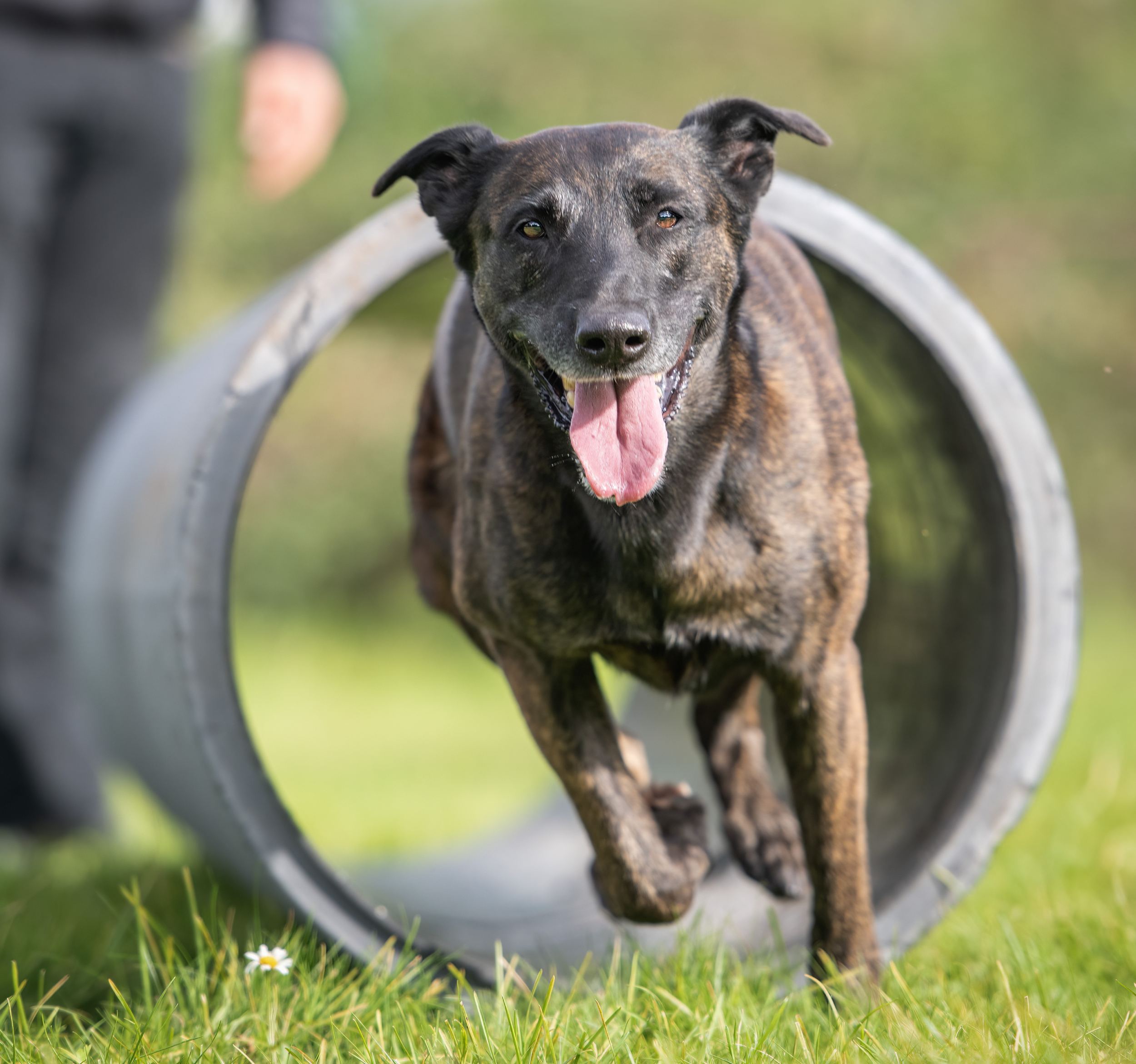 PD Hera